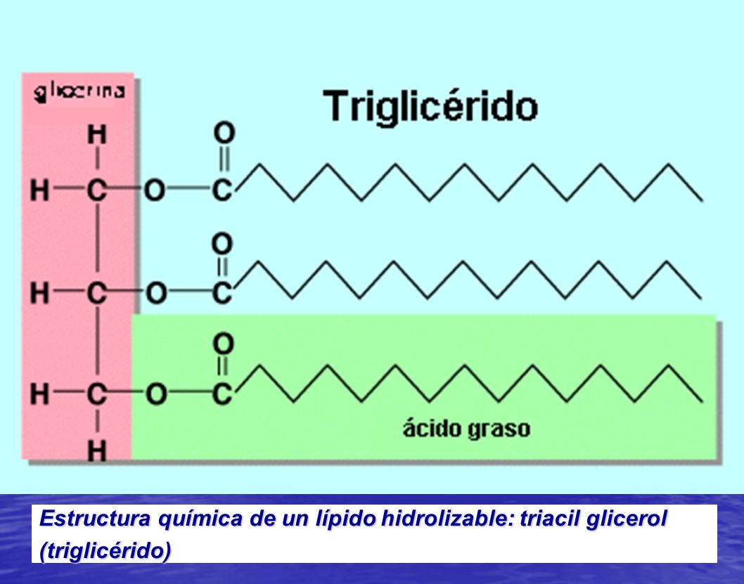 Trigliceridos 300